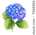 繡球 7988866