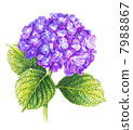 繡球 7988867