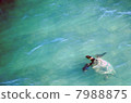 海龜 7988875