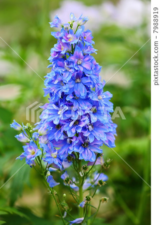 delphinium, summer flower, magnoliophyta 7988919