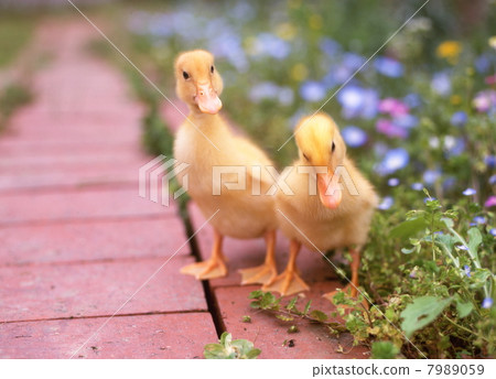 散步的鴨子的兒子 7989059