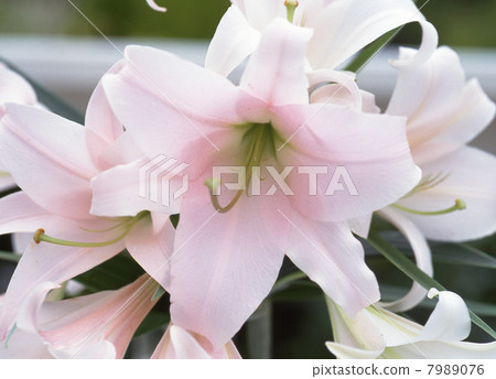 百合花 百合花 7989076
