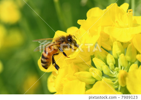 一隻蜜蜂 7989123