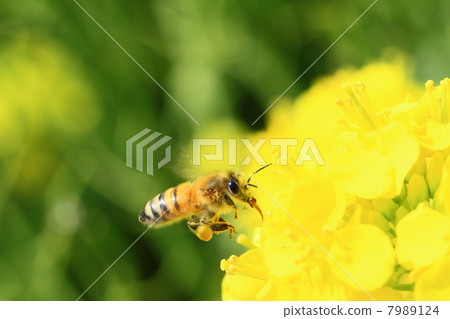 一隻蜜蜂 7989124