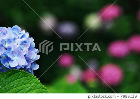 hydrangea hydrangea 7989129
