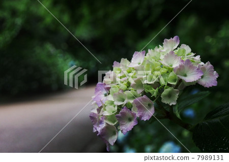 hydrangea hydrangea 7989131