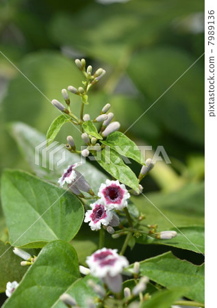 Hexogranular (faeces) 7989136