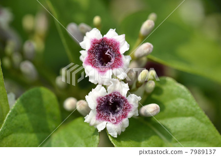 Hexogranular (faeces) 7989137