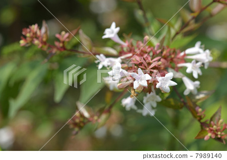 Hana Sono Tsukubane Hutsugi（Hanazono Impinguki Tane） 7989140