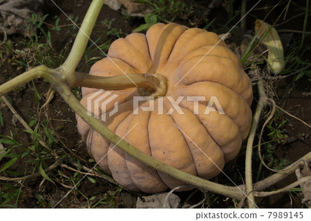 Nanban barbecued pumpkin 7989145