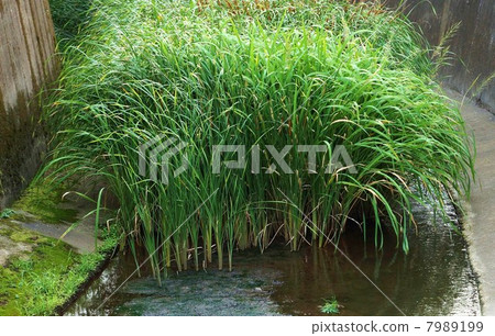 水邊植物·Makomo填充Zenfukuji河上游，Gama·水平位置 7989199