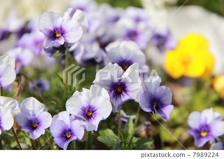 Viola 7989224