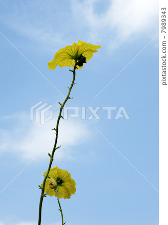 Blue sky and loofah flowers 7989343