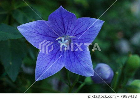 Autumn flower · Female flower stigma open and wait for pollen Flowering flower flowers · black back lateral position Autumn flower · Female flower stigma open and wait for pollen Flowering flower flowers · black back lateral position 7989438