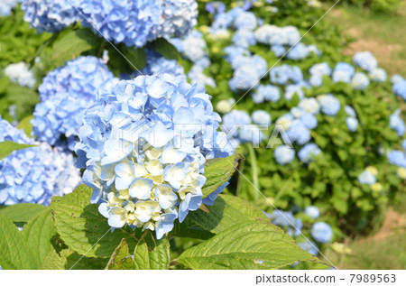 繡球 繡球 7989563