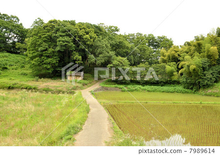 Rural landscape 7989614