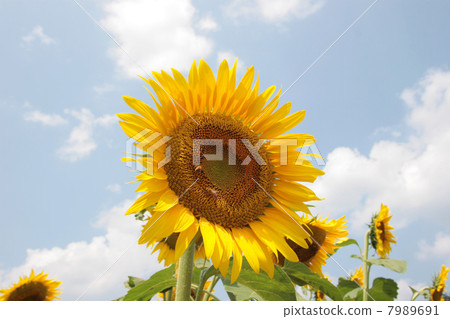 A sunflower in Tsunan Town 7989691