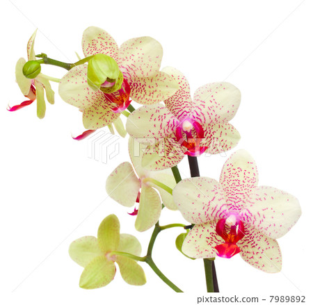 yellow and red orchid flowers yellow and red orchid flowers 7989892