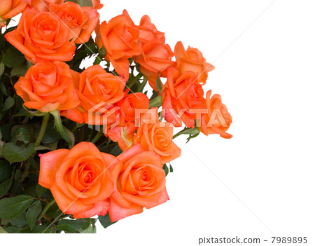 fresh orange roses fresh orange roses 7989895