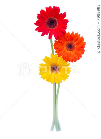 three gerbera flowers 7989995