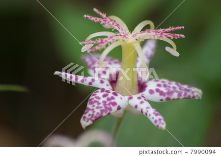 Yamazino Hototogisu Yamazino Hototogisu 7990094