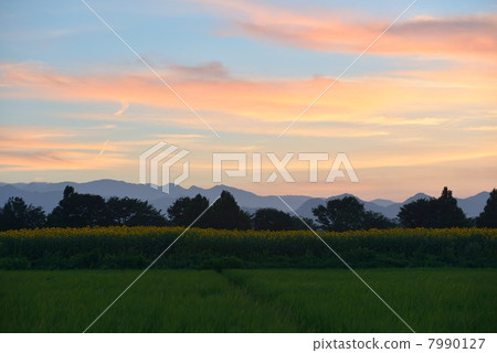 Sunset in the sunflower field 7990127