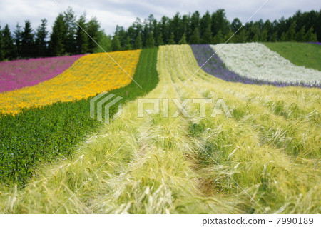 Flower field and wheat fields in Hokkaido Flower field and wheat fields in Hokkaido 7990189