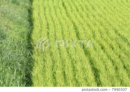 夏季稻田 夏季稻田 7990307