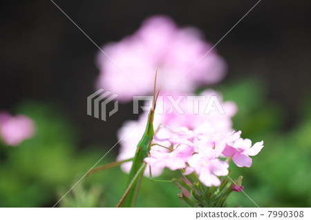 肖亮螞蚱 肖亮螞蚱 7990308