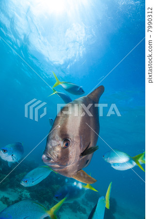 燕子的小麥 7990312