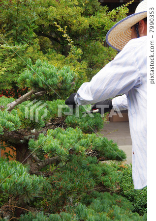 松樹修剪 7990353