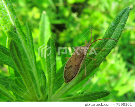 Hoshi Hararillo Helicopter bug 7990361