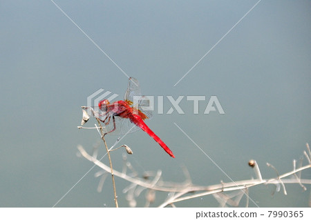 Shoujo dragonfly 7990365