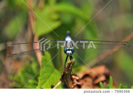 Shiokaratombo 7990366