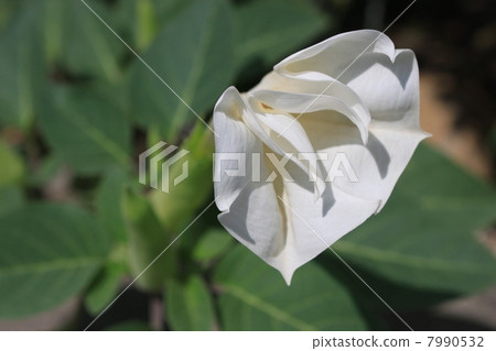 牽牛花花 7990532