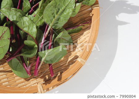 Tsurumurasaki 7990804