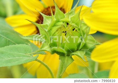 花卉背景材料·夏季花蕾向日葵·花背水平位置 7990810