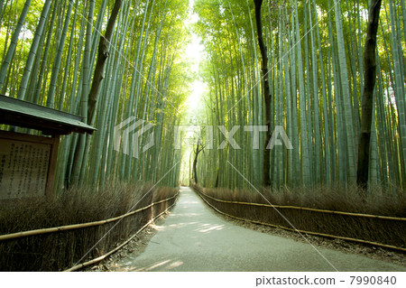 Arashiyama bamboo grove path Arashiyama bamboo grove path 7990840