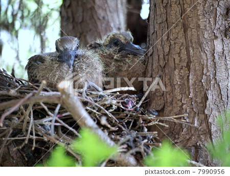 Chickpea's chick Chickpea's chick 7990956