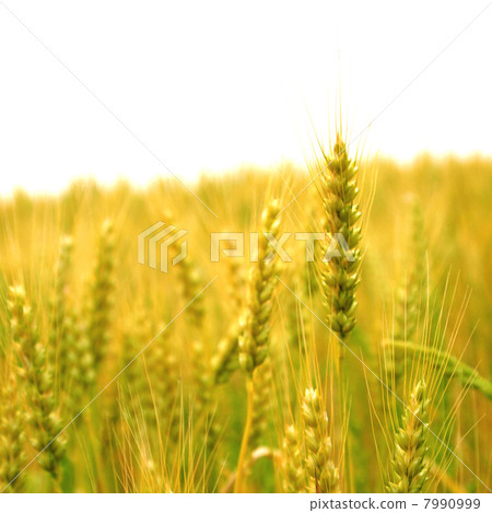 小麥 小麥 7990999