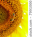 向日葵和蜜蜂 7991000