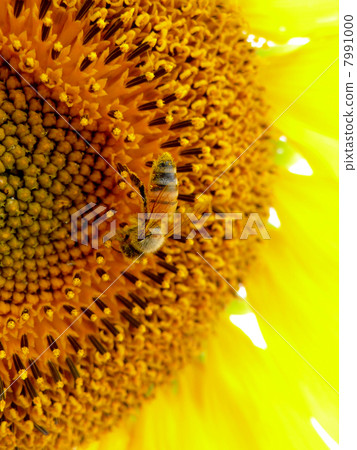 向日葵和蜜蜂 7991000
