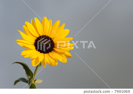 sunflower sunflower 7991069