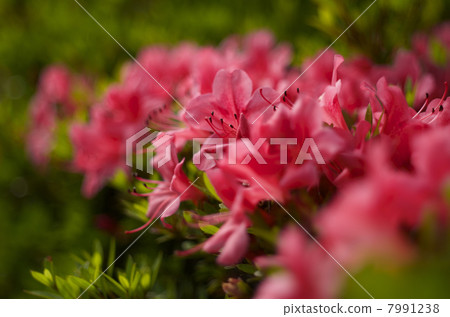 Azalea group Azalea group 7991238