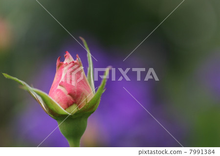 與紫色後面的桃紅色玫瑰 7991384
