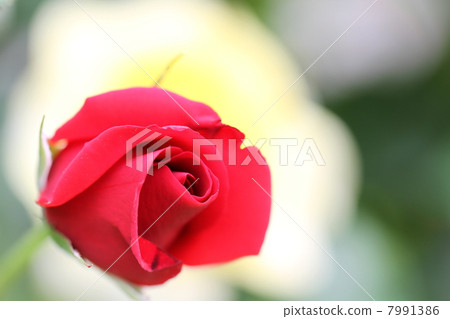 A red rose with a yellow rose in the background A red rose with a yellow rose in the background 7991386