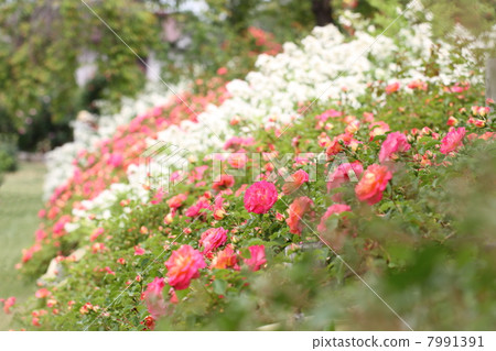 Roses bloomed on one side Roses bloomed on one side 7991391