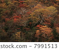 樺 7991513