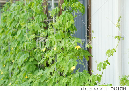 綠色的窗簾 綠色的窗簾 7991764