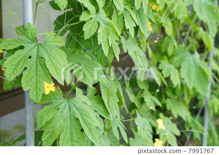 綠色的窗簾 綠色的窗簾 7991767